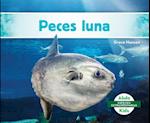 Peces Luna (Mola Ocean Sunfish)