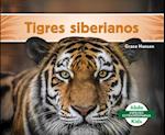 Tigres Siberianos (Siberian Tigers)