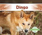 Dingo