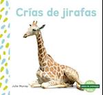 Crías de Jirafas (Giraffe Calves)