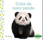 Crías de Osos Panda (Panda Cubs)
