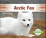 Arctic Fox