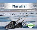 Narwhal