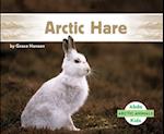 Arctic Hare