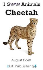 Cheetah 