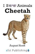 Cheetah 