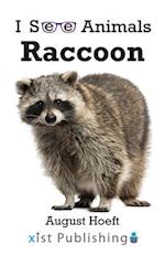 Raccoon 