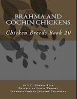 Brahma and Cochin Chickens