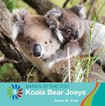 Koala Bear Joeys