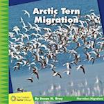 Arctic Tern Migration