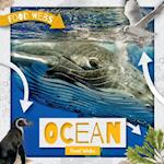 Ocean Food Webs