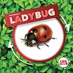 Life Cycle of a Ladybug