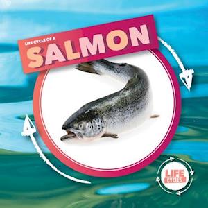 Life Cycle of Salmon