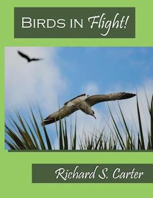 Birds in Flight!