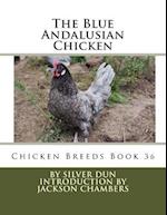 The Blue Andalusian Chicken