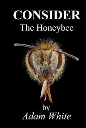 Consider the Honeybee