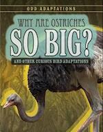 Why Are Ostriches So Big?