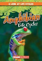 Amphibian Life Cycles