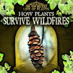 How Plants Survive Wildfires