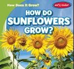 How Do Sunflowers Grow?