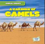 A Caravan of Camels