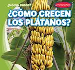 ¿cómo Crecen Los Plátanos? (How Do Bananas Grow?)