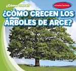 ¿cómo Crecen Los Arces? (How Do Maple Trees Grow?)