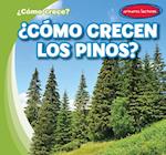 ¿cómo Crecen Los Pinos? (How Do Pine Trees Grow?)