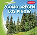 ¿Cómo crecen los pinos? (How Do Pine Trees Grow?)