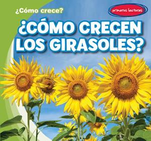 ¿cómo Crecen Los Girasoles? (How Do Sunflowers Grow?)