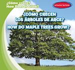 ¿cómo Crecen Los Arces? / How Do Maple Trees Grow?