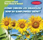 ¿cómo Crecen Los Girasoles? How Do Sunflowers Grow?