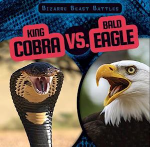 King Cobra vs. Bald Eagle