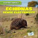 Echidnas Sense Electricity!