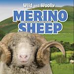 Merino Sheep