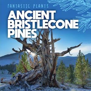 Ancient Bristlecone Pines