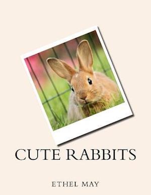 Cute Rabbits