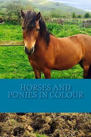 Horses and Ponies in Colour
