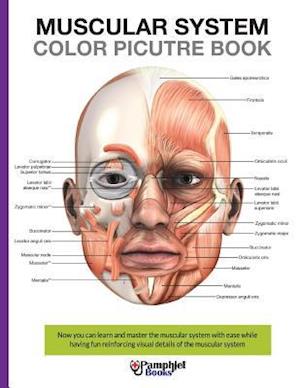 Muscular System Color Picture Book