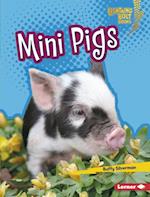 Mini Pigs