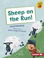 Sheep on the Run!