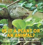 Is It a Plant or an Animal? How Do Scientists Identify Plants and Animals? | Compare and Contrast Biology Grade 3 | Children's Biology Books 