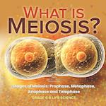 What is Meiosis? Stages of Meiosis, Prophase, Metaphase, Anaphase and Telophase | Grade 6-8 Life Science