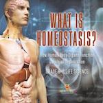 What is Homeostasis? How Human Body Organs Function | Levels of Organization | Grade 6-8 Life Science