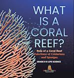 What is a Coral Reef? Role of a Coral Reef | Functions of Cnidarians and Sponges | Grade 6-8 Life Science