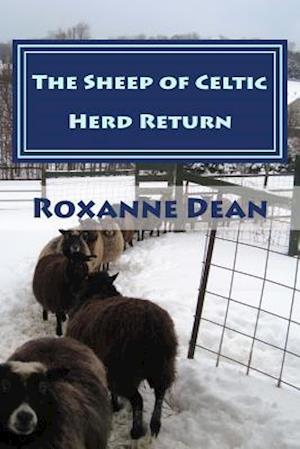 The Sheep of Celtic Herd Return