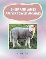 Sheep and Lambs Are Very Sweet Animals