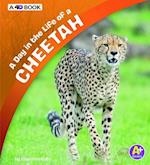 A Day in the Life of a Cheetah