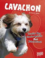 Cavachon