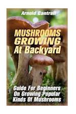Mushrooms Growing at Backyard